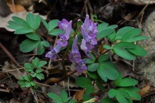 元胡种植技术视频,从播种到收获的全程指导